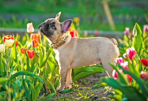 20 Spring Dangers That Can Affect Your Pet